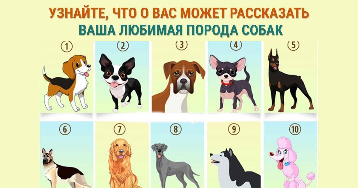 Собаки Гороскоп Видео
