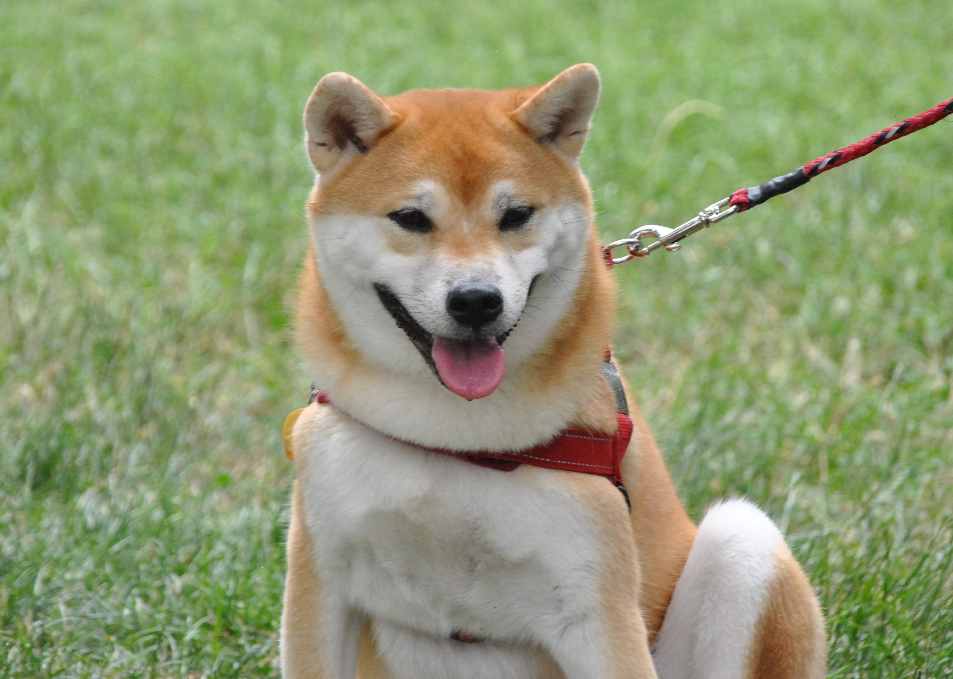 Японская Собака Сиба Ину Фото