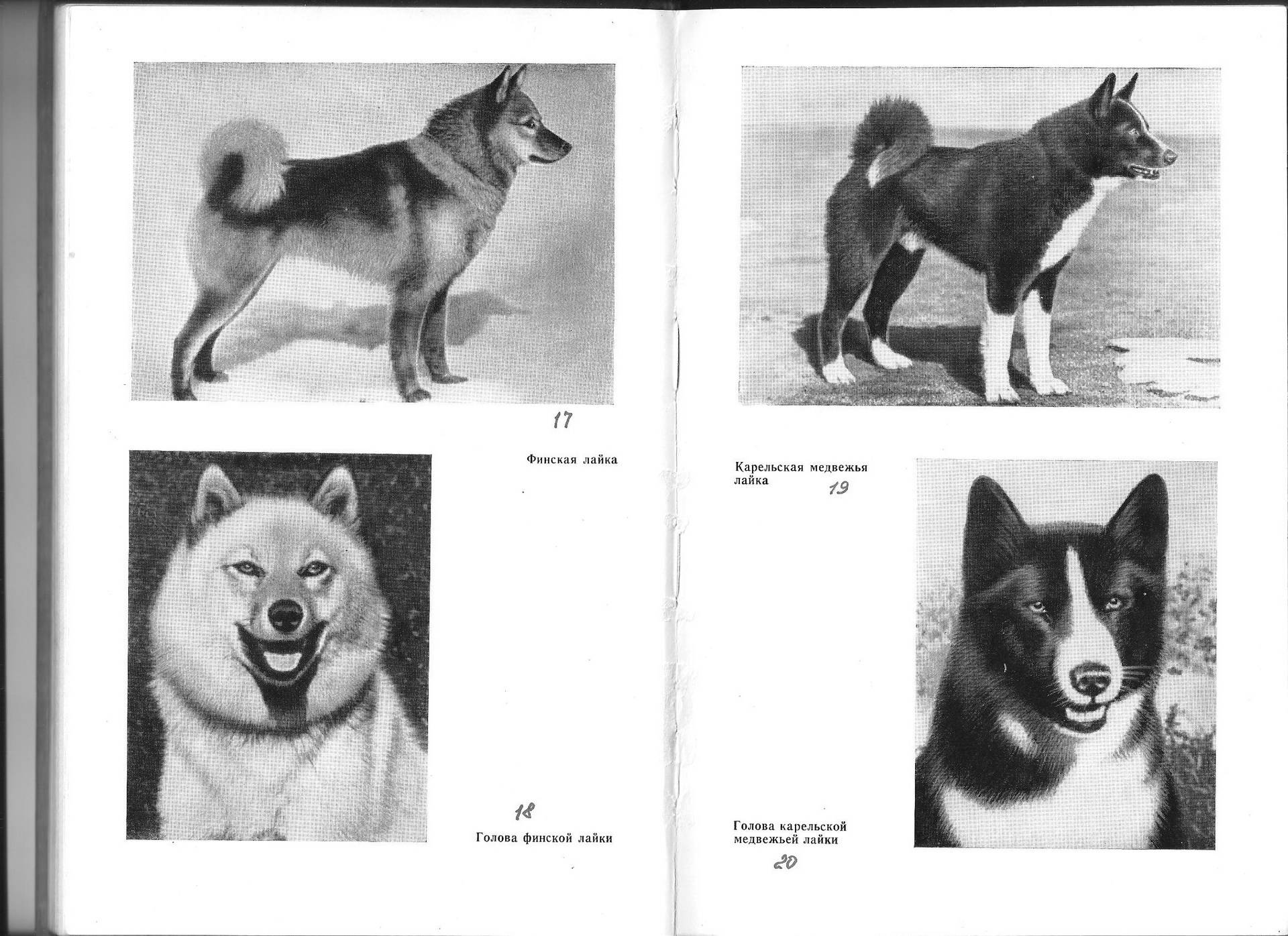 Карельская медвежья собака. описание, особенности, уход и цена породы | животный мир