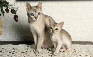 Сингапурская кошка: подробное описание, фото, купить, видео, цена, содержание дома