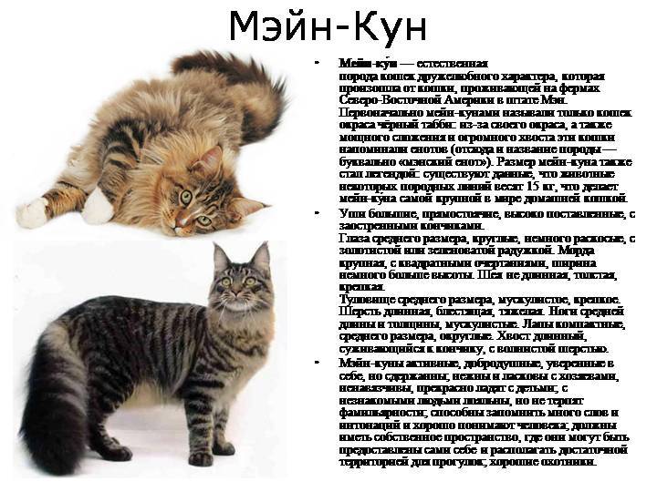 Мейн-кун: описание породы, характер кошки, достоинства и недостатки, отзывы, фото, видео, происхождение и характеристика мейнов, питание и уход