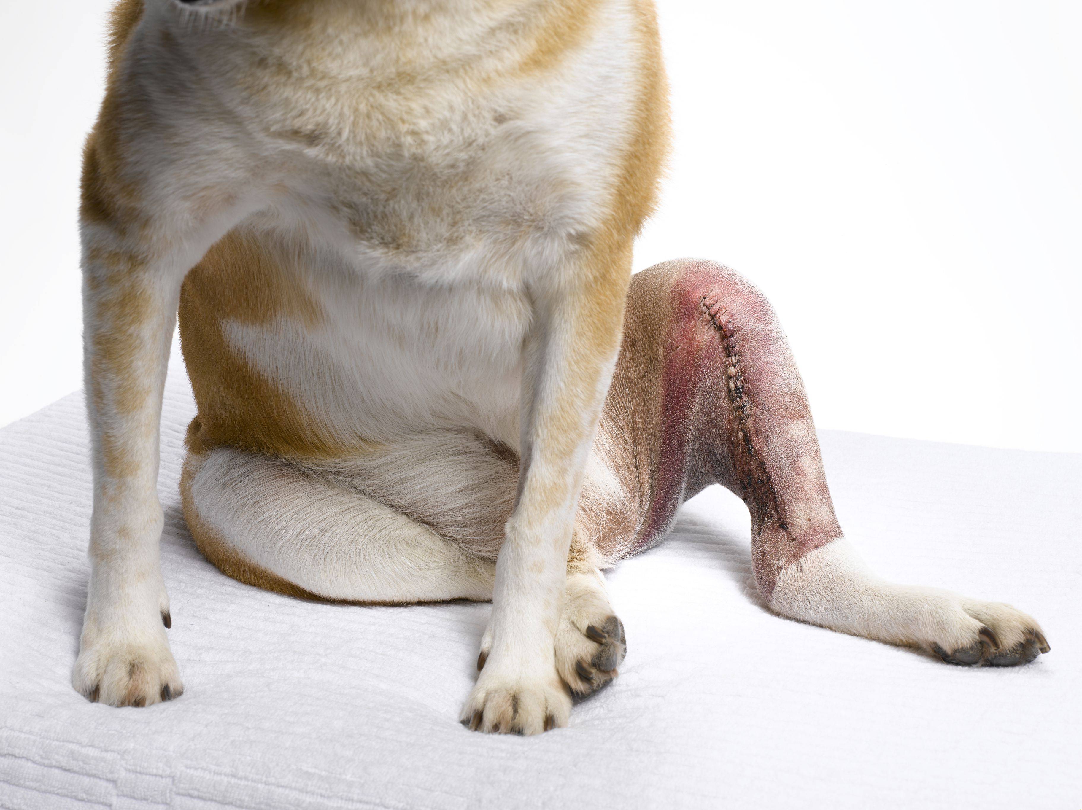 У собаки отказывают задние ноги: причины и что делать