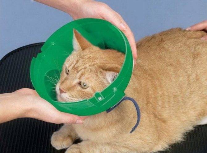 Как сделать защитный воротник для кошки своими руками: быстрые, простые, удобные выкройки и инструкции к ним
