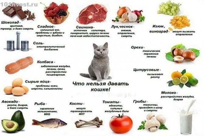 Чем кормить кошку после родов: особенности питания натуральной пищей и готовыми кормами, советы ветеринаров