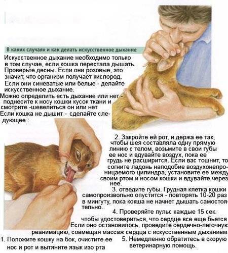 Чем лечить осипший голос у взрослого человека, причины возникновения сиплого голоса и его лечение