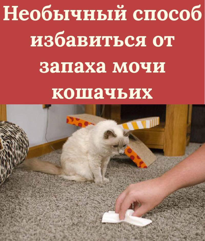 9 способов, избавиться от запаха кошачьей мочи в квартире