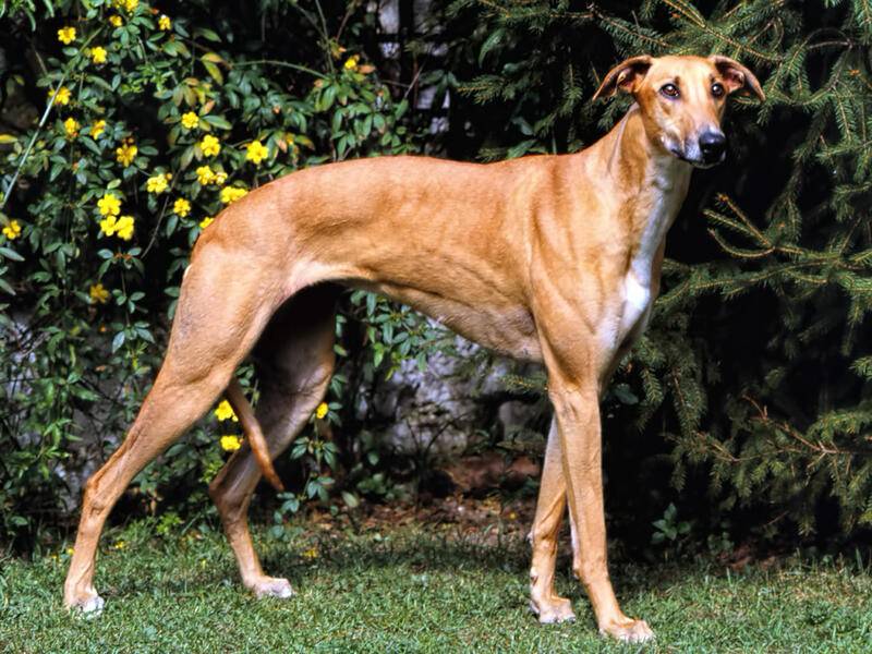 Поденко канарио (канарская борзая): описание породы, фото собаки