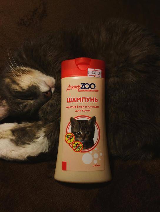 Шампунь для котят от блох: полезные рекомендации по удалению паразитов