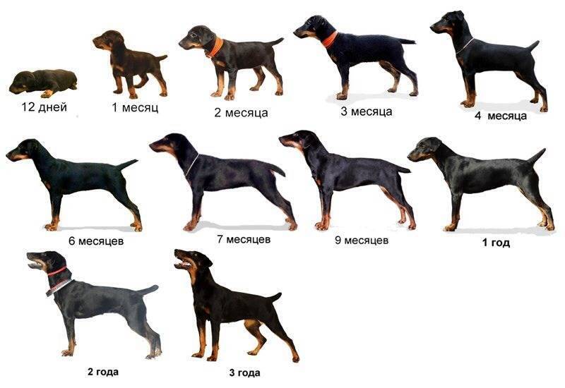 До какого возраста растут собаки: этапы физиологического развития