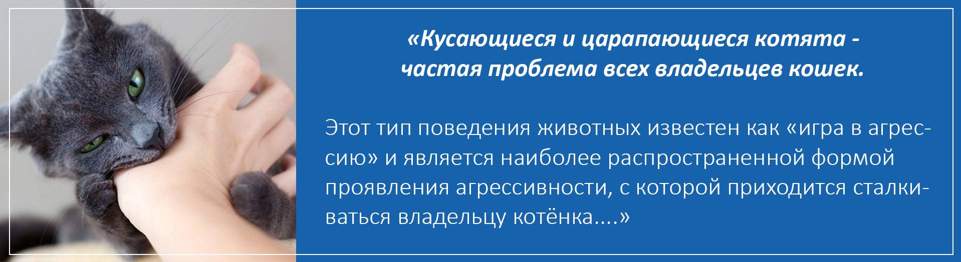 Что же делать, если котенок кусается: отучиваем быстро!
