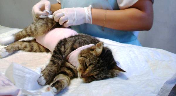 Кошка после стерилизации. есть вопросы!!! - страна мам