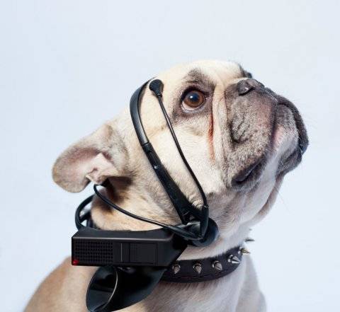 Звуки собаки слушать онлайн • скачать бесплатно • мелодии рингтоны online