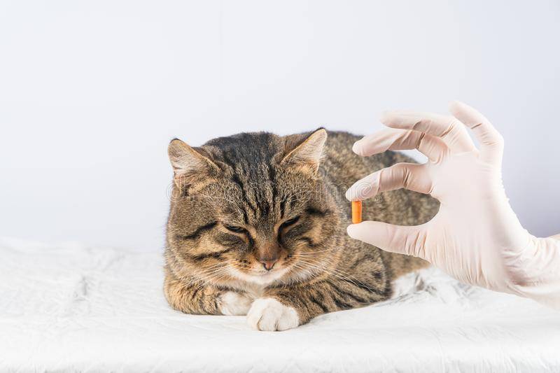 Таблеткодаватель для кошек: инструкция, как дать таблетку
