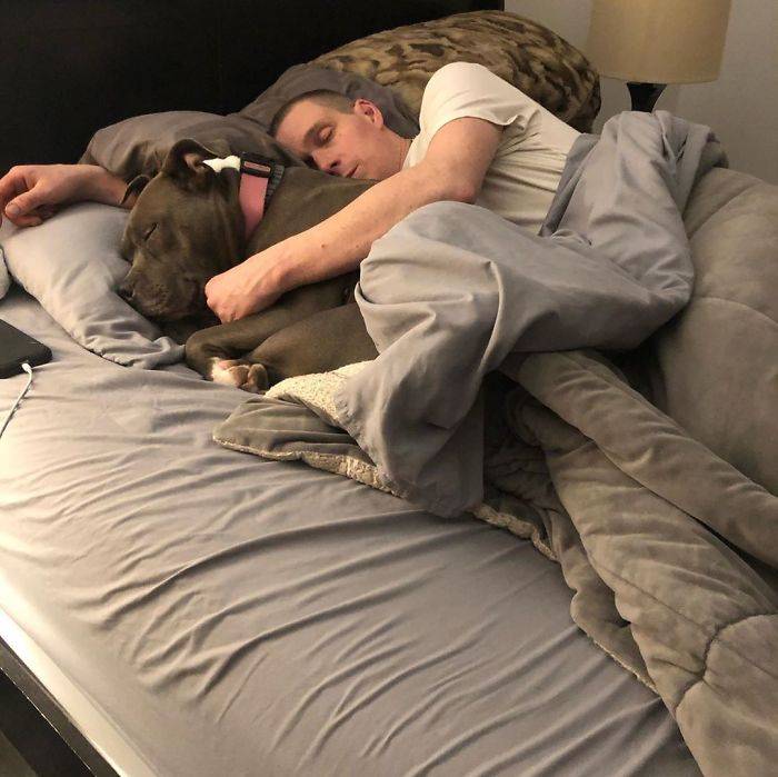 Как отучить собаку спать на вашей кровати