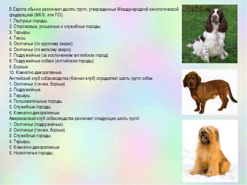 Классификация по использованию. происхождение собак и их породная классификация
