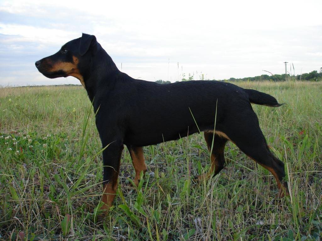 Ягдтерьер — охотничья собака, характеристика породы