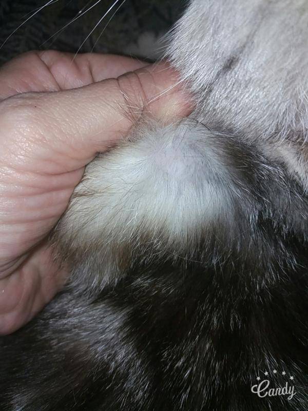 Почему выпадает шерсть у кошек и как это предотвратить