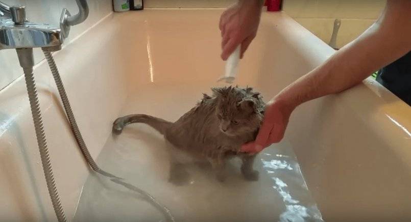 Кошки: боязнь воды