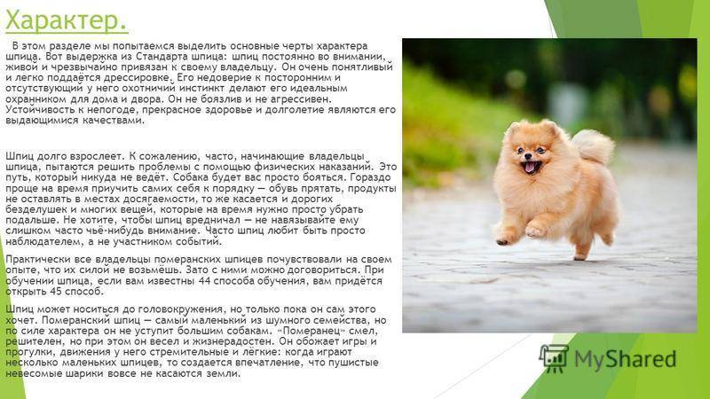 Померанский шпиц: все о собаке, фото, описание породы, характер, цена