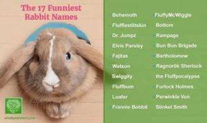 Как назвать карликового кролика: выбираем имя