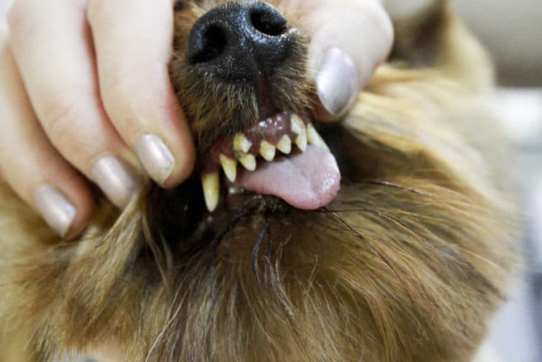 Период смены зубов у щенков
