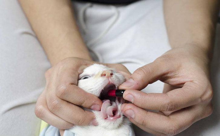 Как правильно глистогонить котёнка с помощью препарата празител | нпк "скифф"