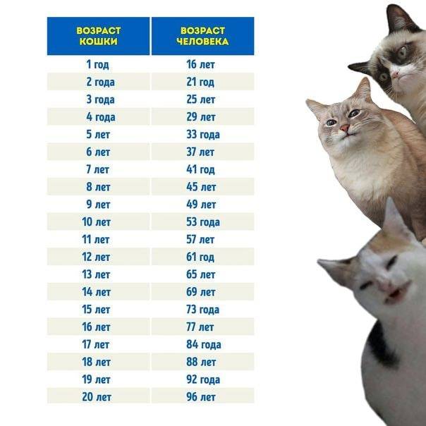 Как определить возраст кошки