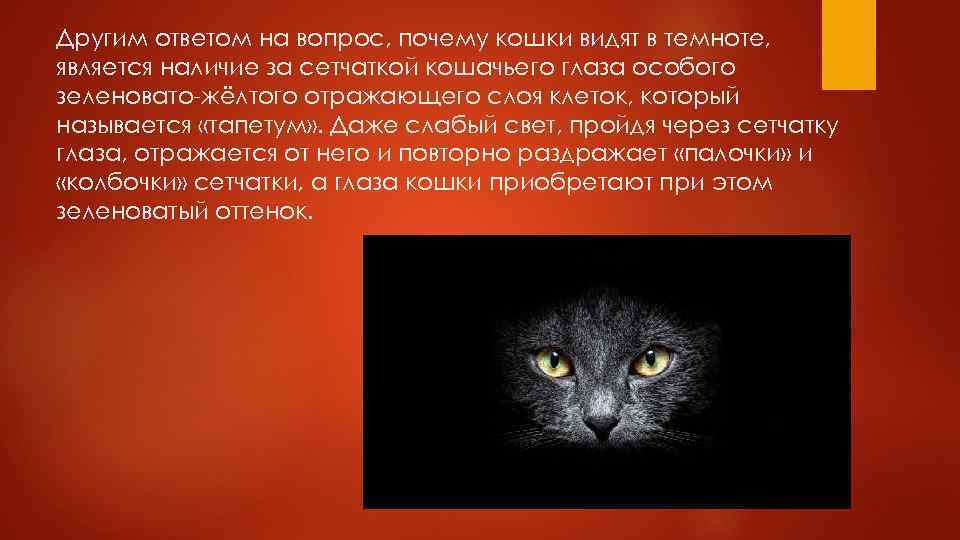 Как видят кошки: какие цвета различают, как видят мир и человека, зрение в темноте