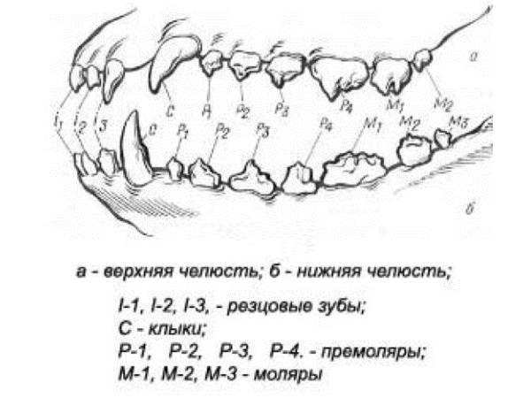 Смена зубов у щенков: схема от начала и до конца