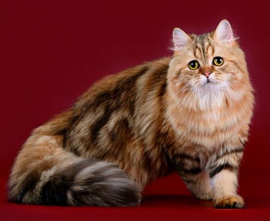 Кимрик — описание породы и характер кошки