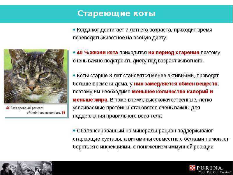 5 признаков старости у кошек | домашние животные