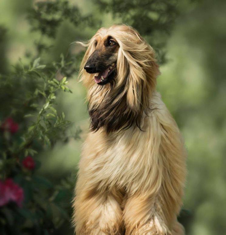 Афганская борзая - порода собак - информация и особенностях | хиллс