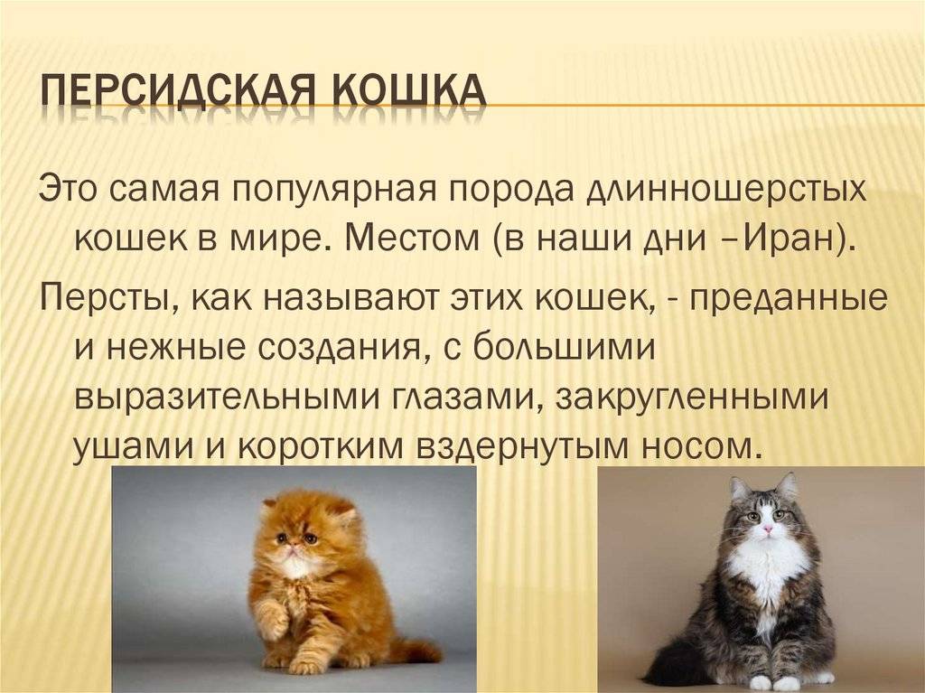 Характер персидской кошки