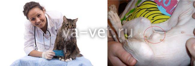 Грыжи у котов: симптомы, диагностика, способы лечения, прогноз и профилактика | блог ветклиники "беланта"