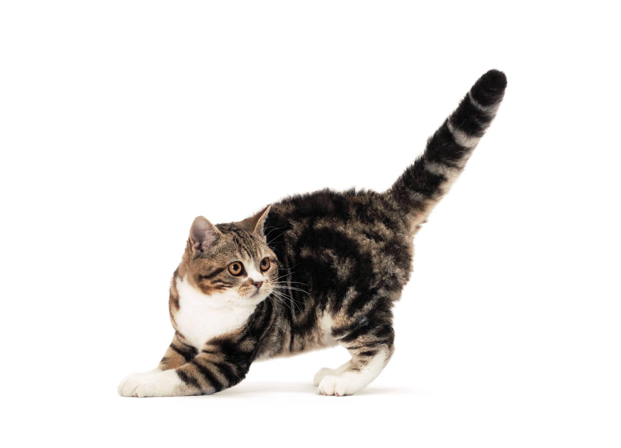 Американская жесткошерстная кошка - про питомца