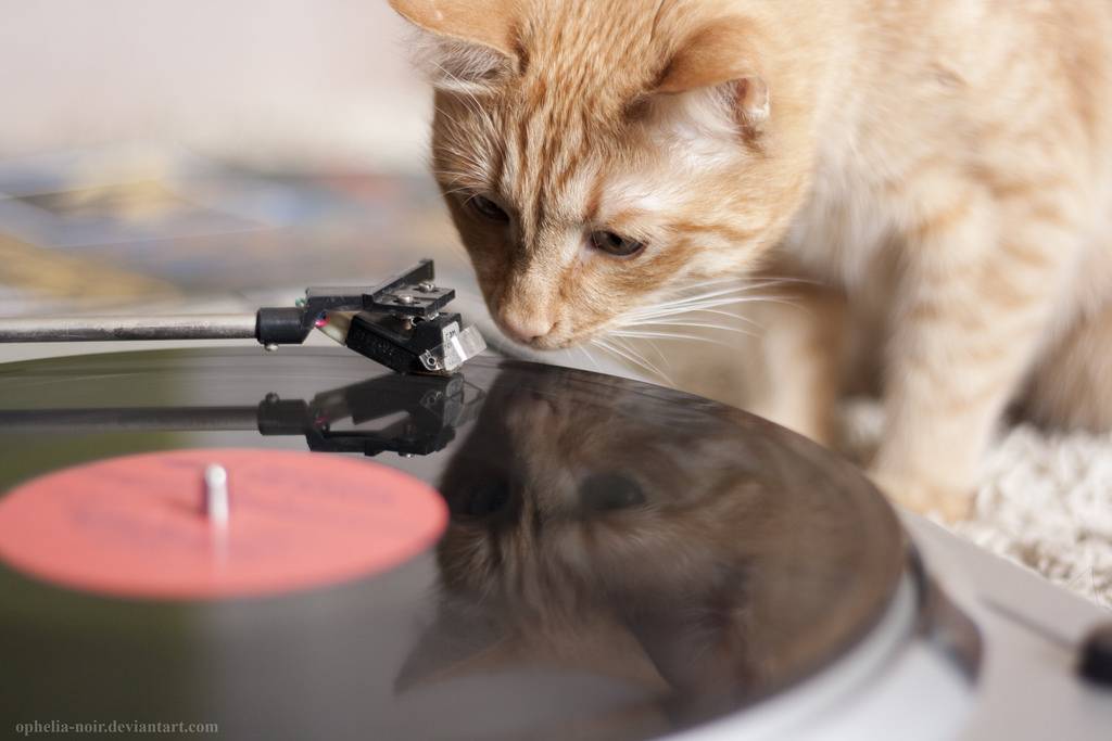 Музыка для кошек и котов: интересные исследования ученых и опыт владельцев