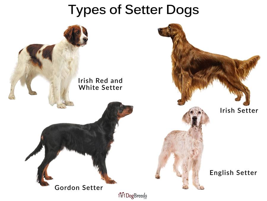 Английский сеттер: описание породы собак