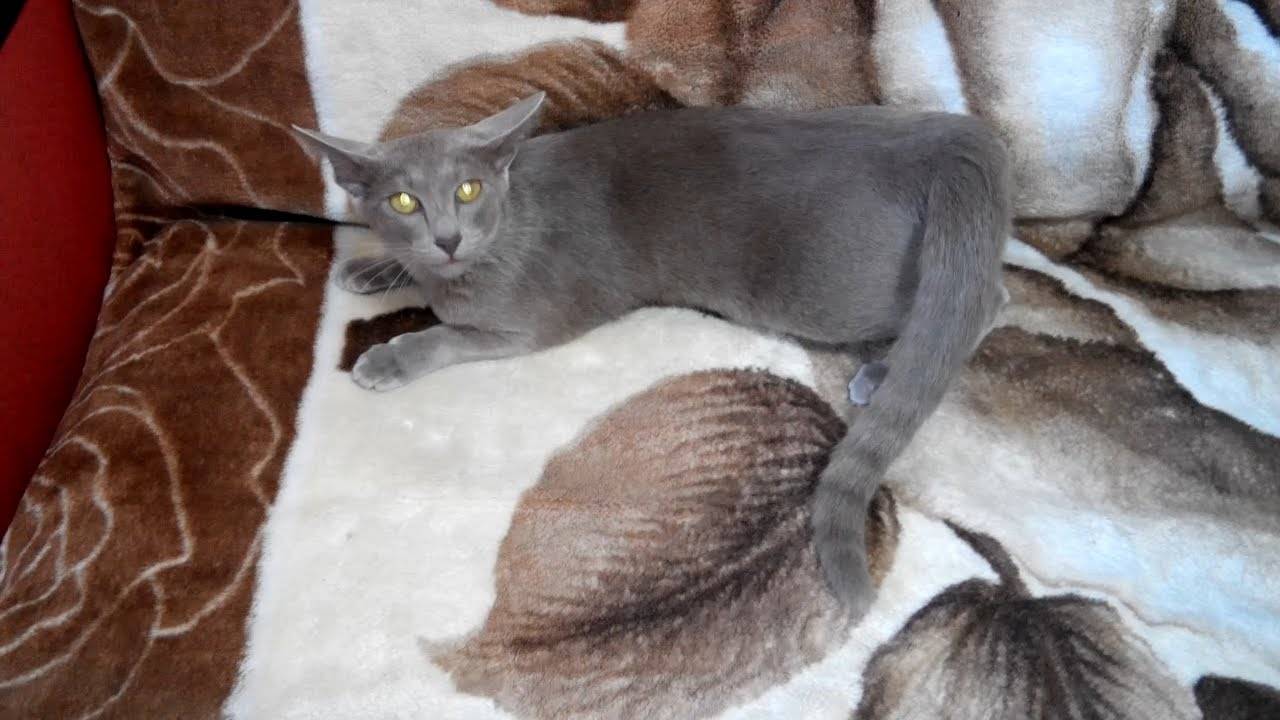 Поведение кошки во время течки: как проявляются симптомы кошачьей половой охоты