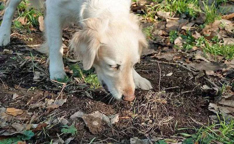 Собака ест землю и камни: почему, что делать, чего не хватает