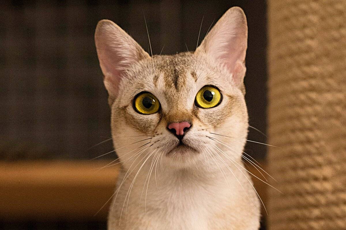 Оцикет кошка: описание породы, фото, характер