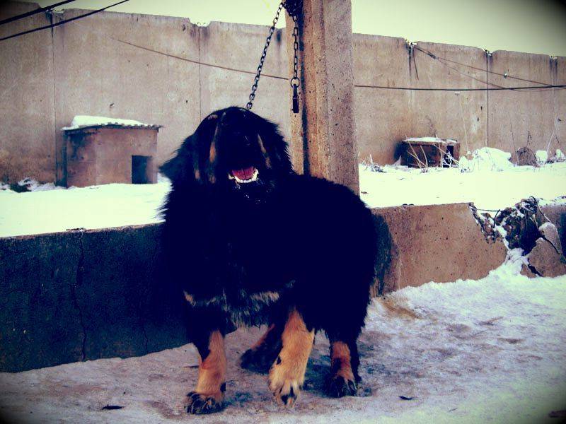 Монгольская овчарка банхар — описание породы, содержание собаки
