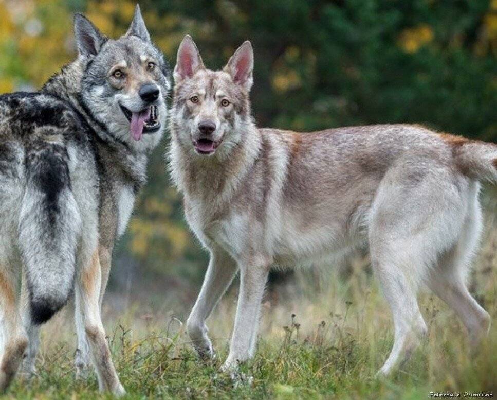 Волкособ — гибрид собаки и волка: описание, характеристика пород, условия содержания