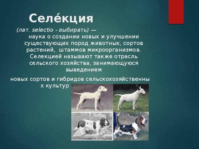 Топ-60 служебных пород собак
