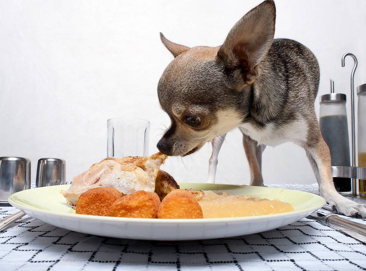 Почему нельзя кормить собаку со стола и чем это грозит