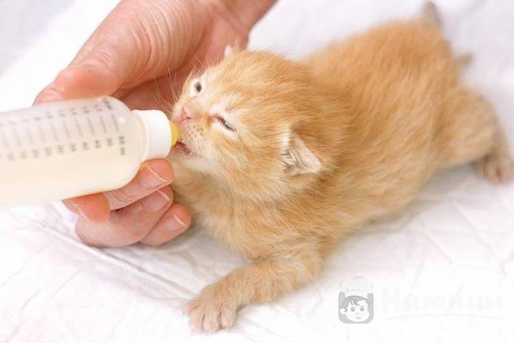 Как выкормить новорожденного котенка без кошки: основные принципы