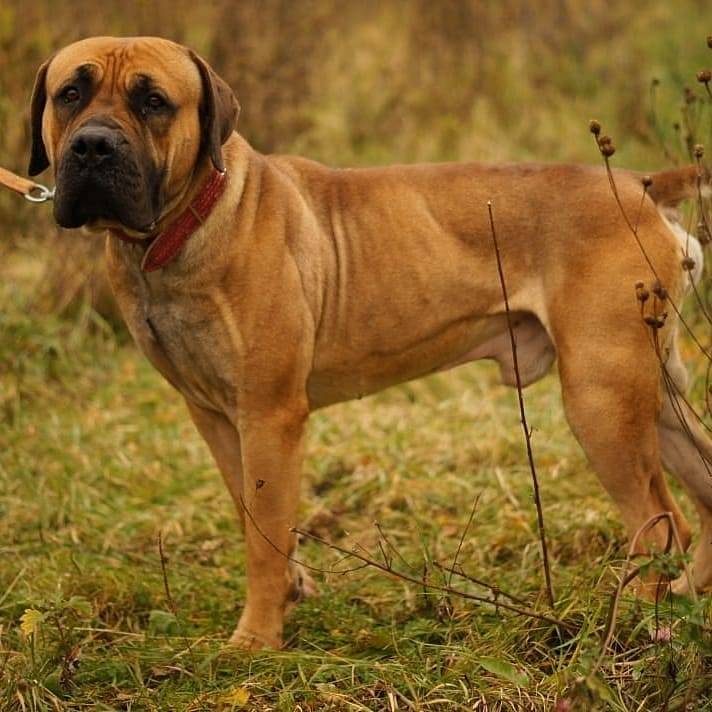 Бульмастиф: характеристика породы, правила содержания и нюансы выбора породистой собаки (110 фото)
