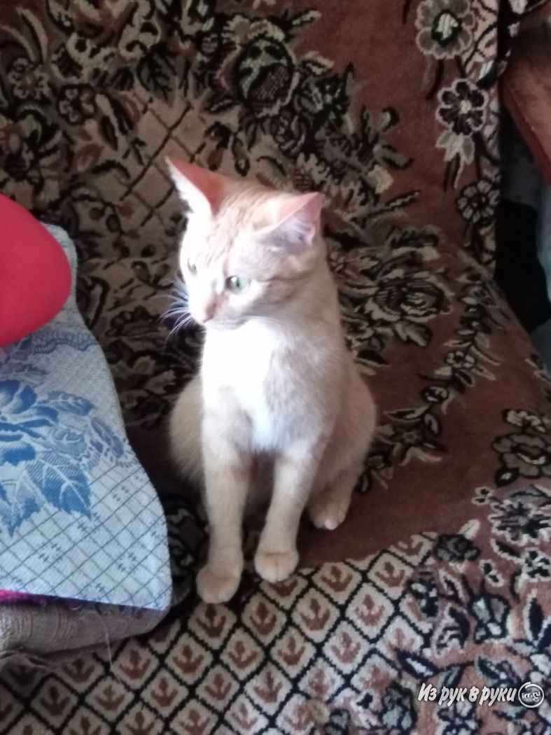 Сколько живут сфинксы: кошки и коты