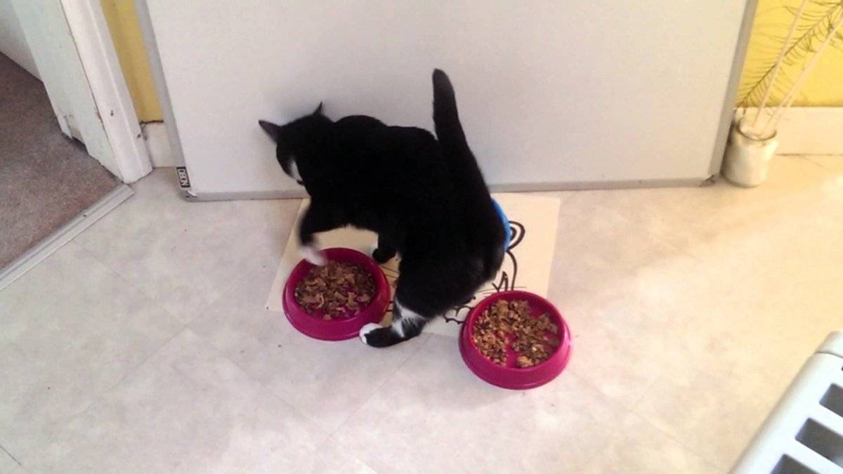 Почему кошки закапывают миску с едой после того как поели: что это значит