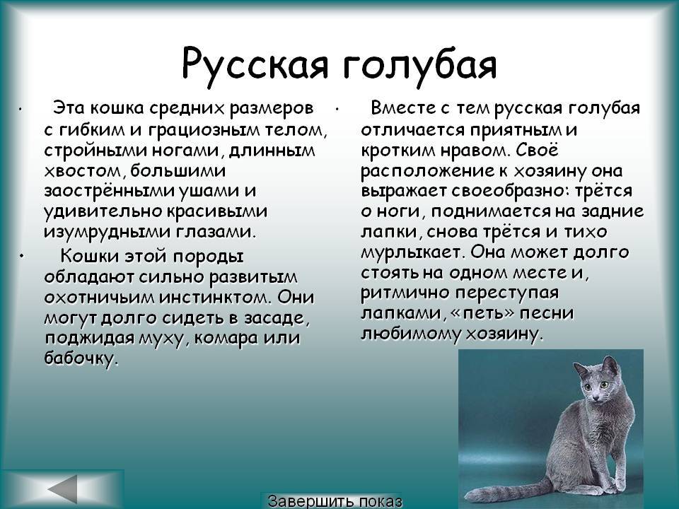Сибирская кошка: описание породы и характера, фото, выбор котенка, отзывы владельцев