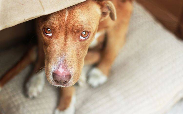 26 способов улучшить вашу собачью жизнь
